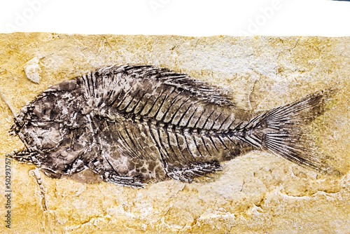 fossil of Sparnodus macrophhthalmus with space for text photo