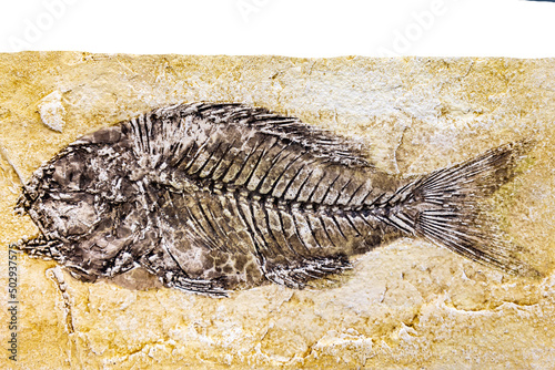 Tableau sur toile fossil of Sparnodus macrophhthalmus with space for text