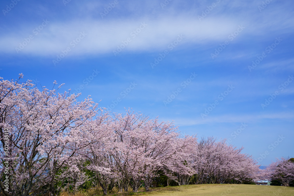 桜　青ノ山山頂(香川県宇多津町)