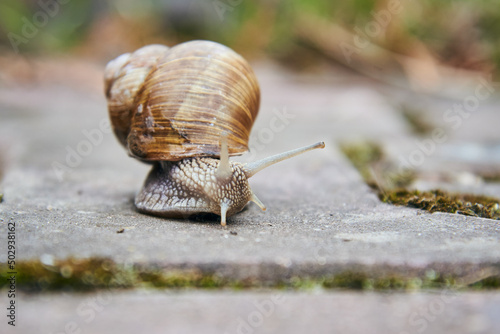 A large garden snail crawls along an asphalt path.