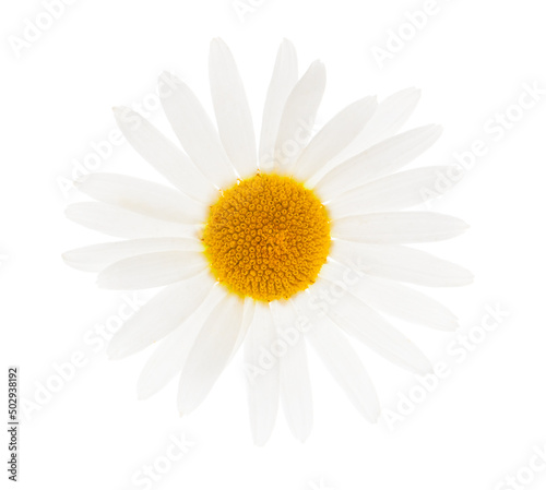 Fényképezés one camomile isolated on white background
