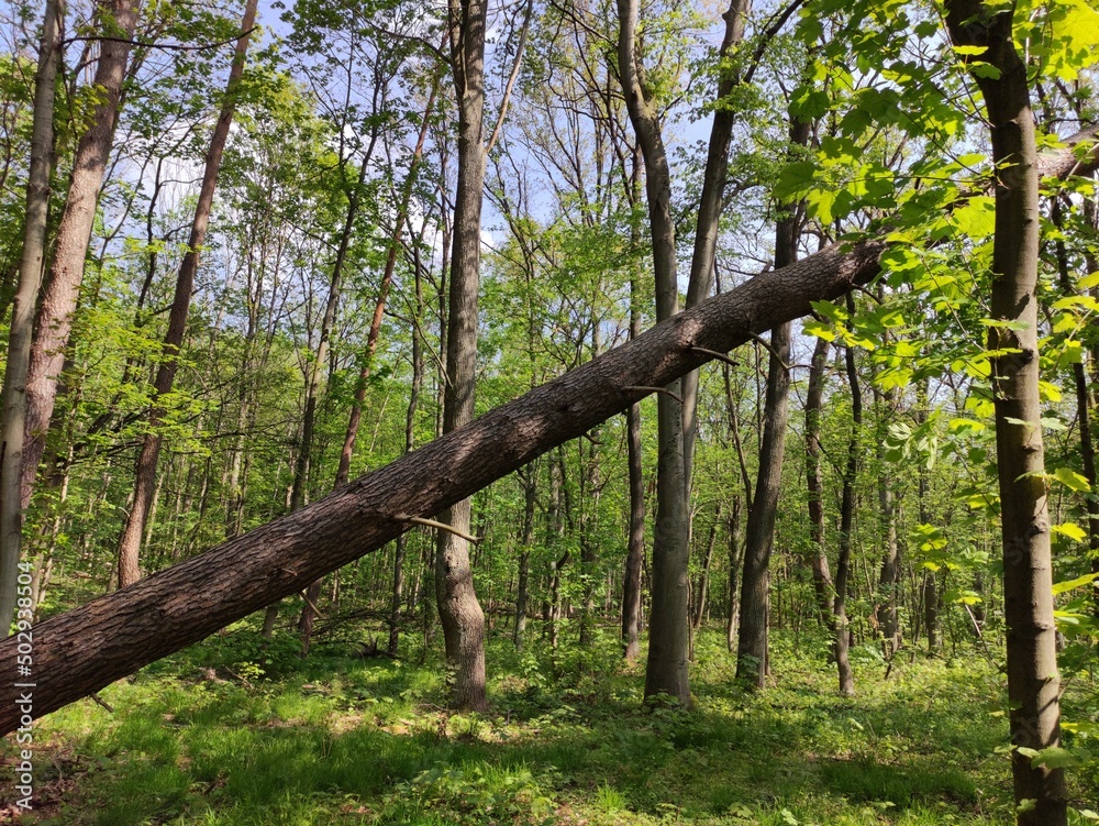 Fototapeta premium trees in the forest