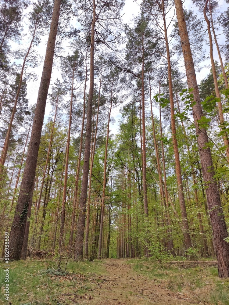 Obraz premium trees in the forest