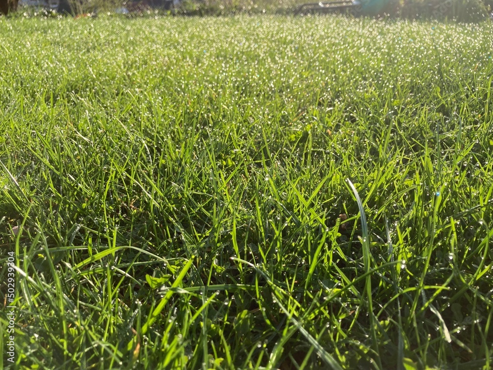 Fototapeta premium morning dew on a green meadow