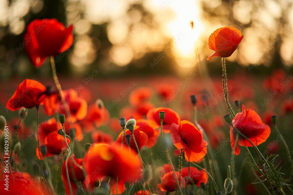 Naklejka premium Camera moves between the flowers of red poppies. Poppy as a remembrance symbol and commemoration of the victims of World War. Flying over a flowering opium field on sunset. Camera moves to the right.