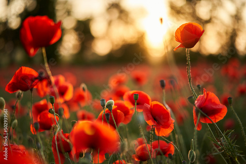 Canvas Print Camera moves between the flowers of red poppies