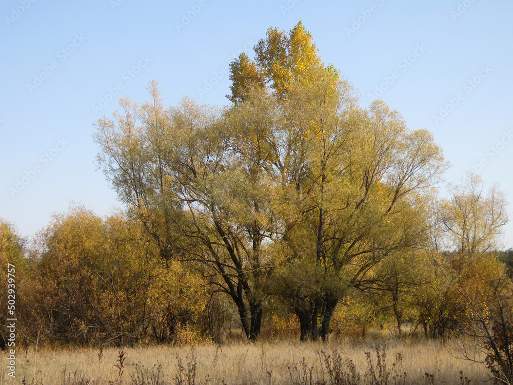 Autumn landscape with willow trees on the edge of meadow with dry herbs. Autumn landscape with willow trees on the edge of meadow with dry herbs.