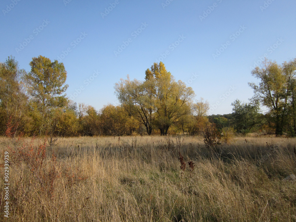 Landscape with trees, bushes and grass on the meadow in autumn day Landscape with trees, bushes and grass on the meadow in autumn day