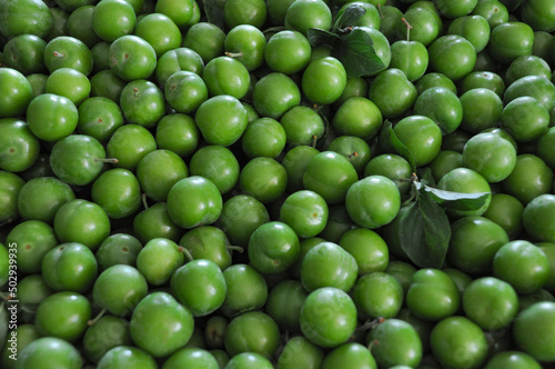 Background of early harvested green raw plums, variety of 