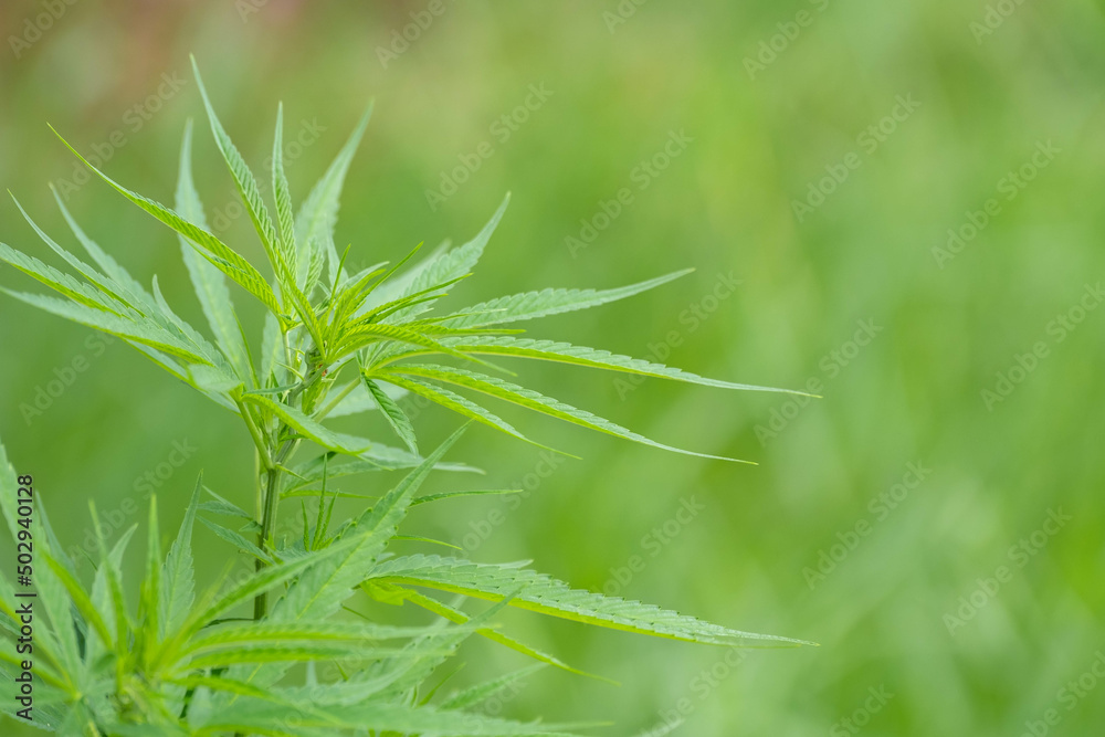 Green ripe cannabis plant in cannabis garden. Shallow depth of field and blurred background. Close-up