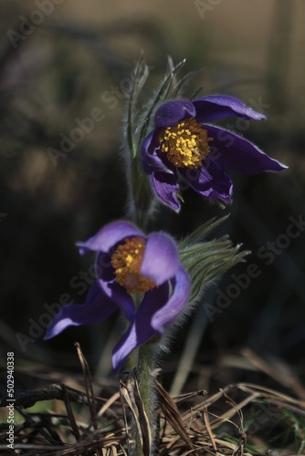 Purple pasqueflowers сlose-up outdoors on a sunny day. Pulsatilla patens, eastern pasqueflower, spreading anemone. Fluffy spring flowers with purple petals and a yellow center. Vertical.