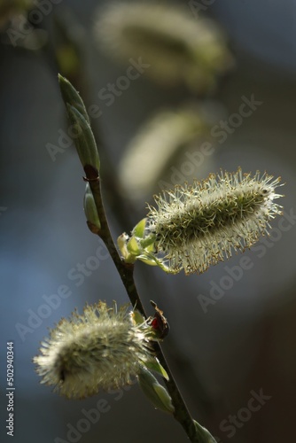 Yellow pussy willow blossoms in sunlight against blue sky. Blooming willow catkins close-up outdoors on a blue background. Spring easter background. Vertical.