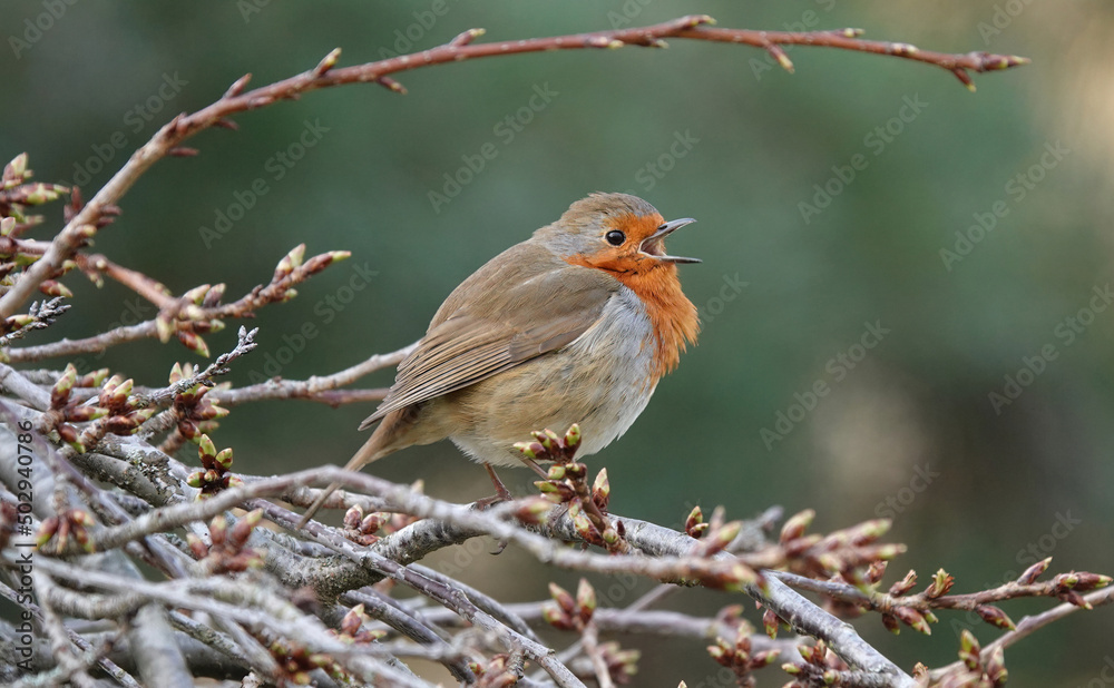 A European robin perching on a tree and singing. A European robin perching on a tree and singing.