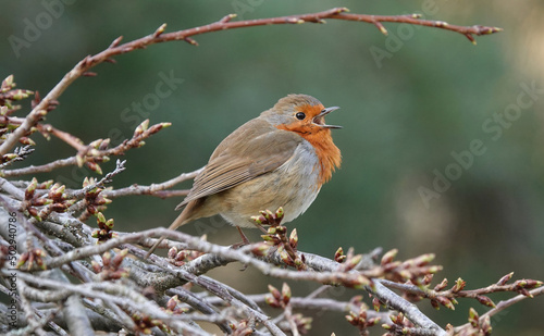 A European robin perching on a tree and singing. 