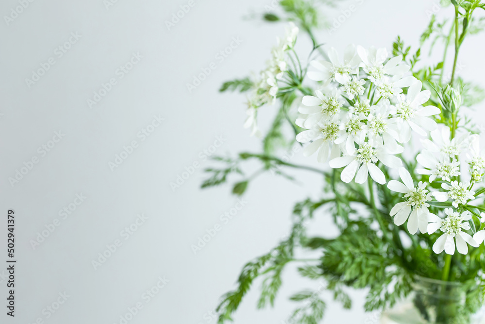 白い花 植物 背景 ナチュラル 自然 白い花 植物 背景 ナチュラル 自然
