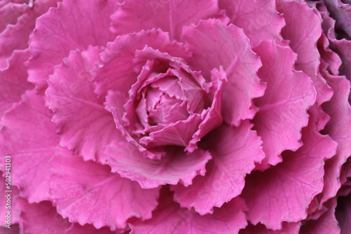 extreme close up of Ornamental kale full frame background