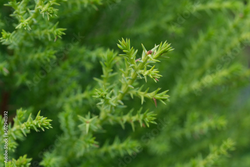 close up fresh green conifer cones on Juniperus formosana Hayata shrub branch photo