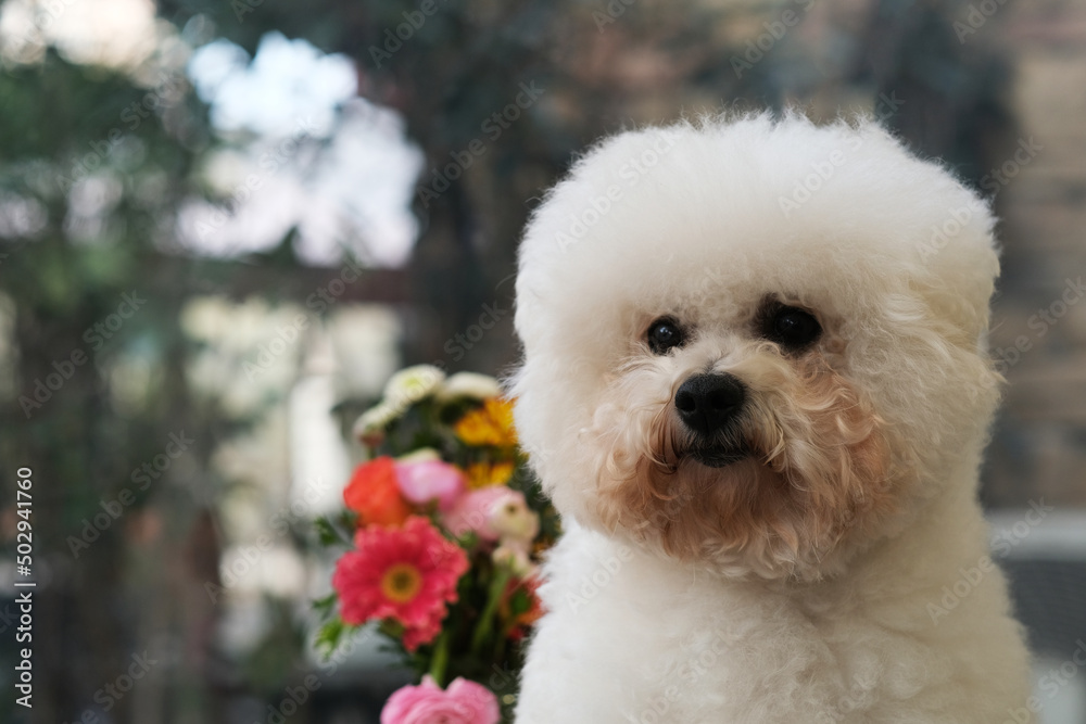 close up one cute Bichon Frise dog with flowers and bokeh
