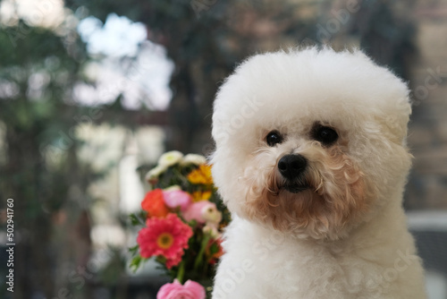 close up one cute Bichon Frise dog with flowers and bokeh © Robert