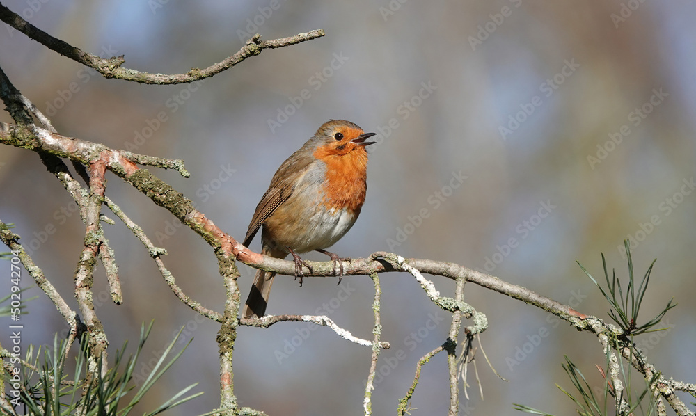 A European robing singing in a tree against a defocused background. A European robing singing in a tree against a defocused background.