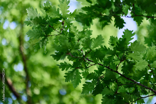 Green fresh leaves on oak branches close-up against the sky in sunlight