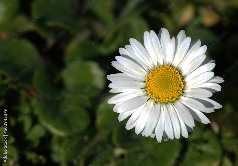 A close-up shot of a common daisy, bellis perennis, growing on a lawn. A close-up shot of a common daisy, bellis perennis, growing on a lawn.