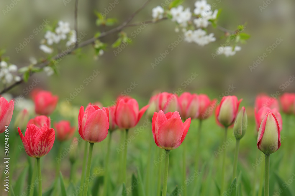 Red tulip flowers in a blooming  garden.
