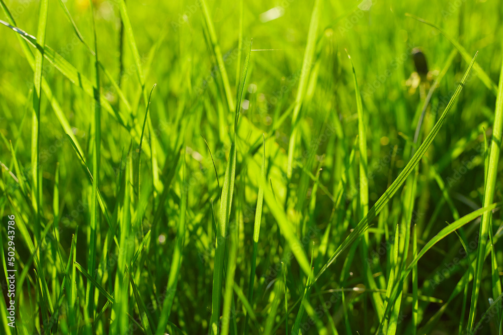 Green grass texture background.Green lawn pattern textured background.