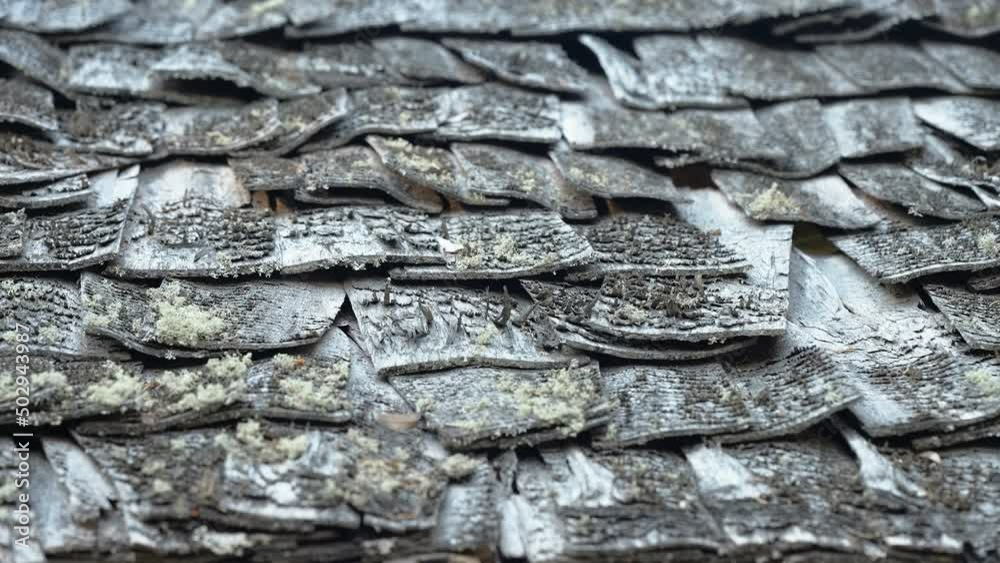 The wooden shingles of the wooden house roof with the black dirt and moss on it in Estonia The wooden shingles of the wooden house roof with the black dirt and moss on it in Estonia