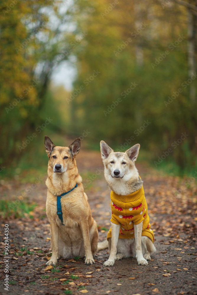 Two dogs sitting on the road in autumn park