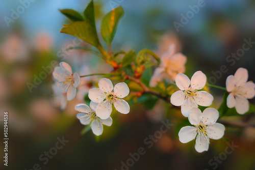 Close-up cherry blossoms flowers in sunlight at blooming garden bokeh background.