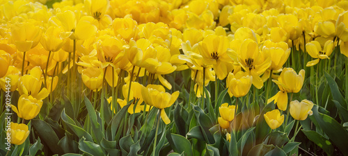 Panoramic landscape of yellow beautiful blooming tulip field in Holland Netherlands in spring, illuminated by the sun - Close-up of Tulips flowers background banner panorama. © Corri Seizinger