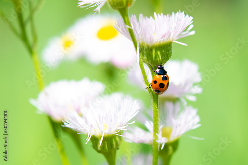 Ladybird on daisy fleabane flowers.