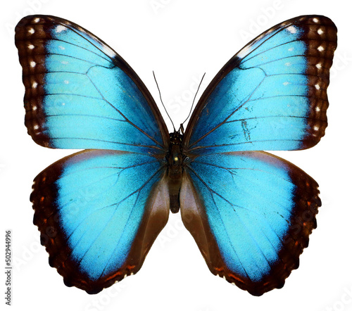 Iridescent blue butterfly Morpho peleides isolated on white. Beautiful ,nice, colorful. Collection butterflies. Morphidae. Entomology. photo