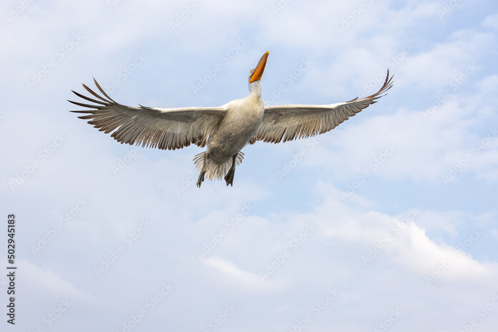 Obraz premium Dalmatian pelican seen during winter season in Kerkini Lake, Greece. 
