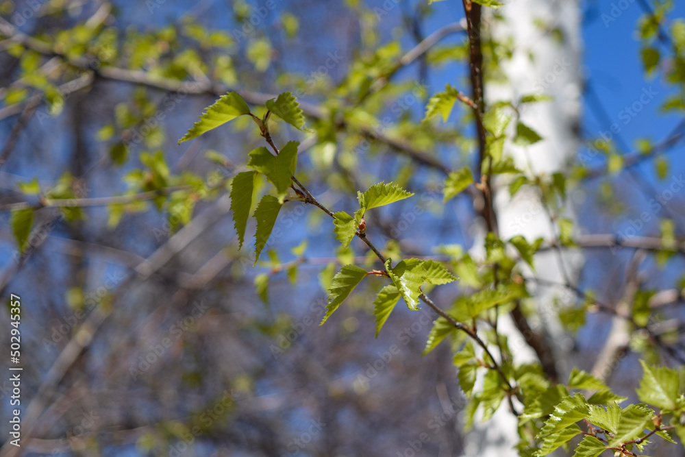 Young birch leaves on a birch background on a spring day Young birch leaves on a birch background on a spring day