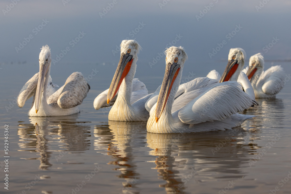 Dalmatian pelican seen during winter season in Kerkini Lake, Greece.
Dalmatian pelican seen during winter season in Kerkini Lake, Greece.