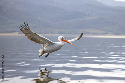 Dalmatian pelican seen during winter season in Kerkini Lake  Greece. 