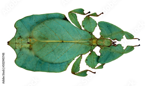 Leaf insect Phyllium pulchrifolium isolated on white. Amazing green large tropical insect that looks like a tree leaf. Collection insects. Mantidae. Phasmidae. Entomology. photo