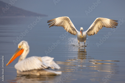 Dalmatian pelicans seen during winter in Kerkini Lake, Greece. © victormro