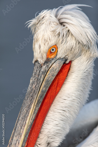 Dalmatian pelicans seen during winter in Kerkini Lake, Greece.