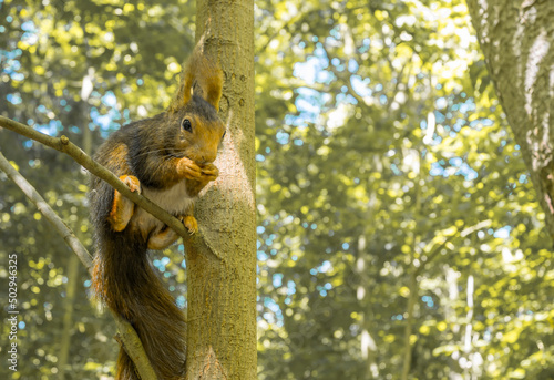 Ardilla espa√±ola, Sciurus, comiendo sobre la rama de un √°rbol en el parque Campo Grande de Valladolid, Espa√±a photo