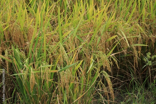 Selective focus of yellow rice, paddy ready to be harvested, in rice field. Agriculture, plant, and food concept.