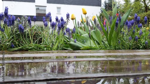 Springtime garden on a rainy day with blue muscari flowers and red and yellow tulips and the wooden planks of the terrace ground in the foreground. Seen in Germany in May