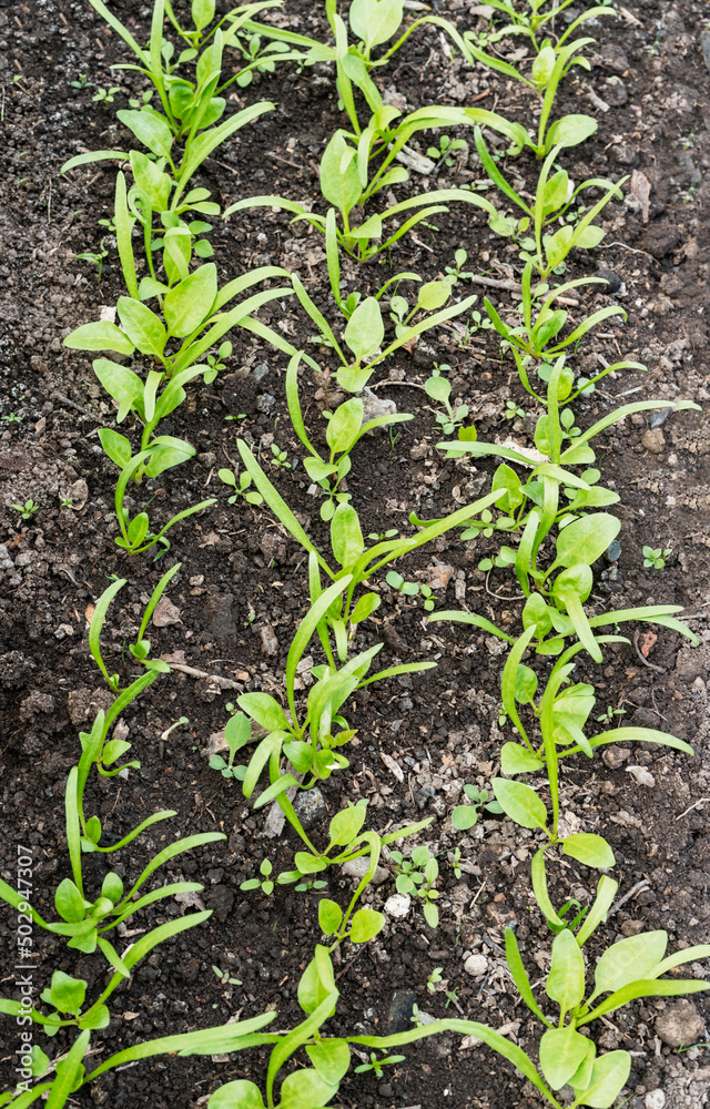 young spinach seedlings growing in soil in garden bed organic gardening and farming concept healthy food, agriculture or horticulture top view young spinach seedlings growing in soil in garden bed organic gardening and farming concept healthy food, agriculture or horticulture top view