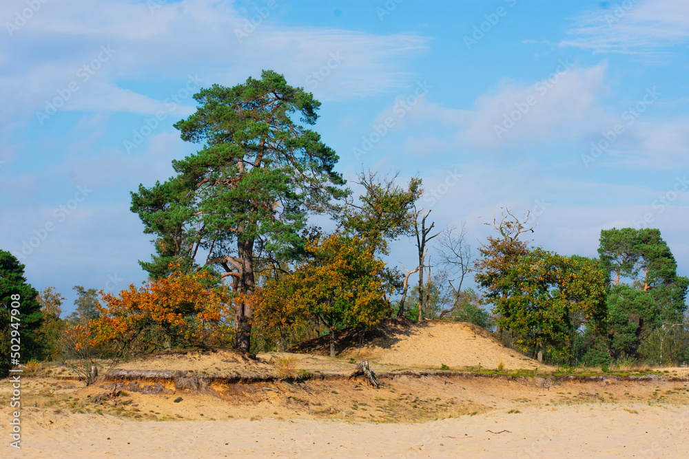 tree in the desert