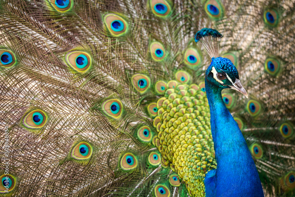 Obraz premium peacock and beautiful peacock feathers