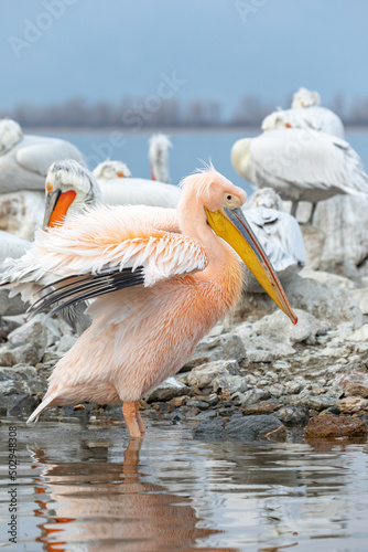 Dalmatian pelican near Lake Kerkini, Greece.