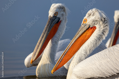 Dalmatian pelican near Lake Kerkini, Greece.