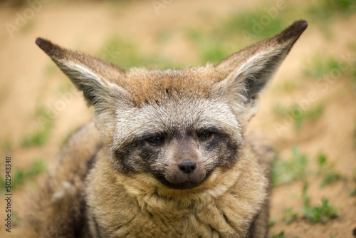 bat-eared fox portrait in nature © jurra8